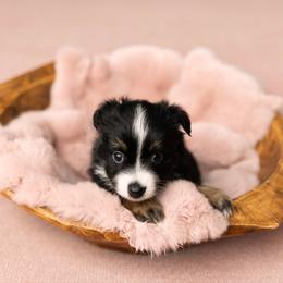 Hannah - female Toy Australian Shepherd puppy in Bertram, Texas from Ashley’s Australian Shepherds