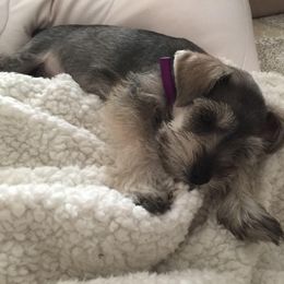 Miniature Schnauzer Puppies from Pierhaus Minature Schnauzers