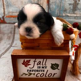 Tanner - Tricolor male Shih Tzu puppy in Claremont, California from Lovable Shih Tzus