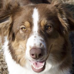 MILLIE - Australian Shepherd