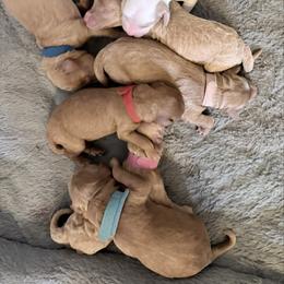Red Nova - Red  female Goldendoodle puppy in Cincinnati, Ohio from KSchott Kennels