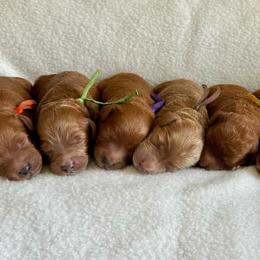 Yellow - Red  female Goldendoodle puppy in Hesperia, Michigan from Red Acres Poodles & Doodles