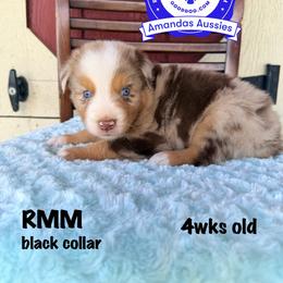 RMM black collar - Red merle male Australian Shepherd puppy in Greenville, Texas from Amandas Aussies