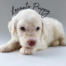 Xaden - Brown male Poodle puppy in Lecanto, Florida from Lecanto Puppy