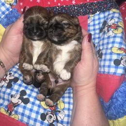 Shih Tzu Puppies from The Lion dog Shih Tzu