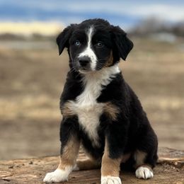 Australian Shepherds from 2Harts Aussies