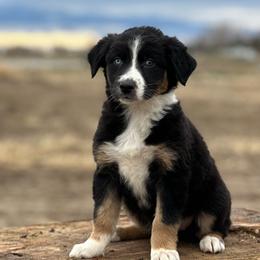 Australian Shepherds from 2Harts Aussies