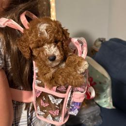 Goldendoodle and Poodle All Grown Up from Honey Blossom Doodles
