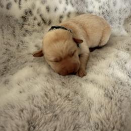 Grey collar - Yellow male Labrador Retriever puppy in Tekonsha, Michigan from Asher Acres Labs