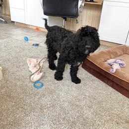 Oreo - Black female Goldendoodle puppy in Sugarcreek, Ohio from True Hearted Doodles