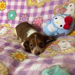 Tommy - Piebald male Dachshund puppy in Lake City, Florida from My Ditzy Doxies of Florida