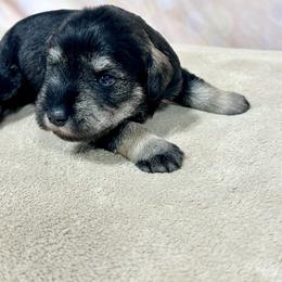 Girl 2 - Salt and pepper female Miniature Schnauzer puppy in Springfield, Tennessee from My Lovable Schnauzers