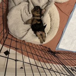 Yorkshire Terrier Puppies from Walnut yorkies