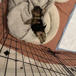 Yorkshire Terrier Puppies from Walnut yorkies