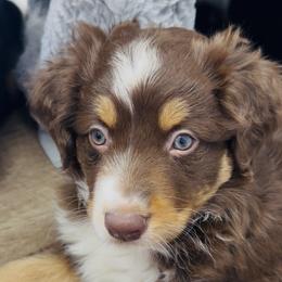 Whales - Red tri-color male Australian Shepherd puppy in Niles, Michigan from Tara's Australian Shepherds
