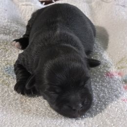 Ximena - Black female Havanese puppy in Warren, Ohio from PT Havanese