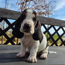 Raquel - Black brown and white female Basset Hound puppy in Denison, Texas from Emma Lou's Baby Bassets