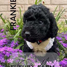 Queenie - Black female Whoodle puppy in Knoxville, Tennessee from Fleury Farm Doodles TN