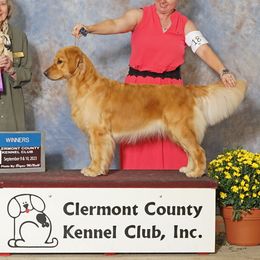 Golden Retrievers from Meirzah Golden Retrievers