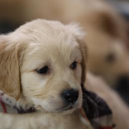 Alba - Golden male Golden Retriever puppy in Payette, Idaho from Stonewick Retrievers