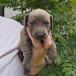 Stormy - Gray (blue) female Dachshund puppy in Altamonte Springs, Florida from Happy Tails Dachshunds