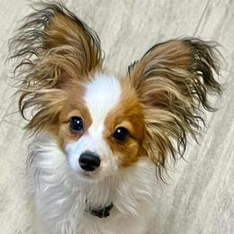Papillon puppies from Deragon Papillons