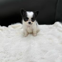 Hook - Black and white male Chihuahua puppy in Lee Center, New York from Alfheim-Andromeda Chihuahua's (A &A's)