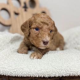 Canyon-Orange Collar - Red male Bernedoodle puppy in Oak Hills, California from High Desert Doodles