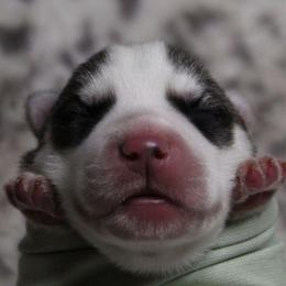 Mint - Gray and white female Siberian Husky puppy in York, Pennsylvania from Spalla Pups