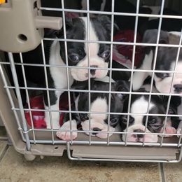 Boston Terrier Puppies from Big Sky Bostons