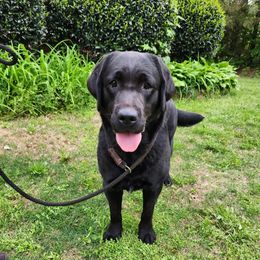 Daisy - Labrador Retriever