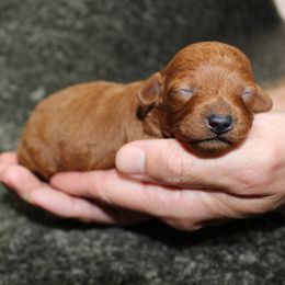 Boy 2 - male Poodle puppy in Stokesdale, North Carolina from His and Hers Poodles and Doodles