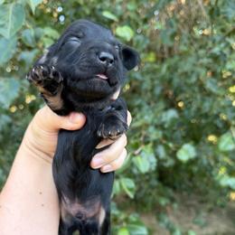 Boy 2 - Brindle male Dachshund puppy in Knoxville, Tennessee from Over The Moon Minis
