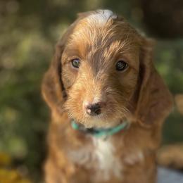 Bernedoodles and Goldendoodles from Farmland Doodles