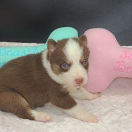 Pomsky and Siberian Husky Puppies from Beastly Beauties Huskies & Pomskies