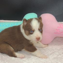 Pomsky and Siberian Husky Puppies from Beastly Beauties Huskies & Pomskies