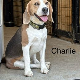 Charlie - Beagle