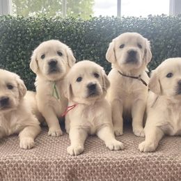 Golden Retriever Puppies from TriStar Goldens