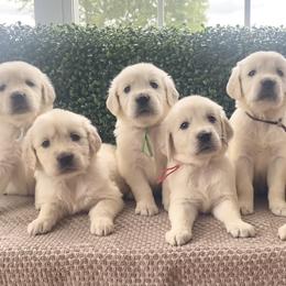 Golden Retriever Puppies from TriStar Goldens
