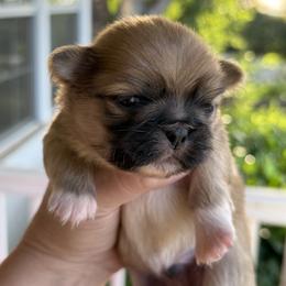 Pekingese Puppies from Northridge Pekingese