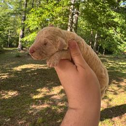 River - Cream male Poodle puppy in Osyka, Mississippi from Southern Sunshine Standards