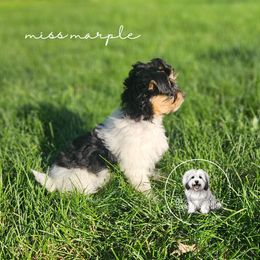 Coton de Tulear Puppies from Jac Be Nimble Cotons
