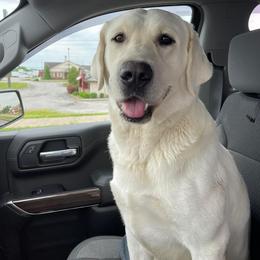 Tomcat - Yellow male Labrador Retriever puppy in Portland, Tennessee from Whiskey Ridge Retrievers