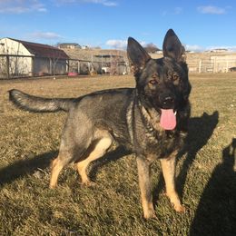 Taryn - German Shepherd