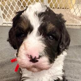 Red collar girl - Tri-color female Bernedoodle puppy in Lake, Michigan from 3 King Doodles & Poodles