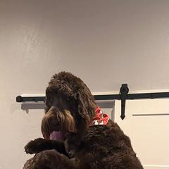 Bernedoodle and Newfypoo All Grown Up from Small Town Doodles & Poodles