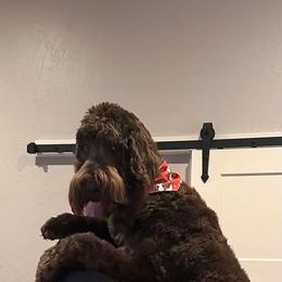 Bernedoodle and Newfypoo All Grown Up from Small Town Doodles & Poodles