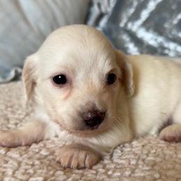 Papillon - Piebald female Dachshund puppy in Gladewater, Texas from Devoted Dachshunds