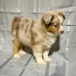 Frank - Red merle male Miniature American Shepherd puppy in Clinton, Missouri from Mockingbirds American Minis