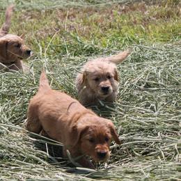 Golden Retrievers from Wildwing Goldens